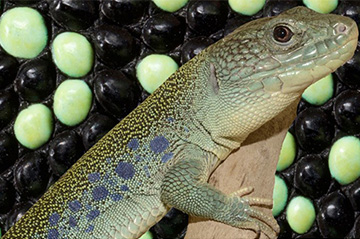 A mathematical secret of lizard camouflage